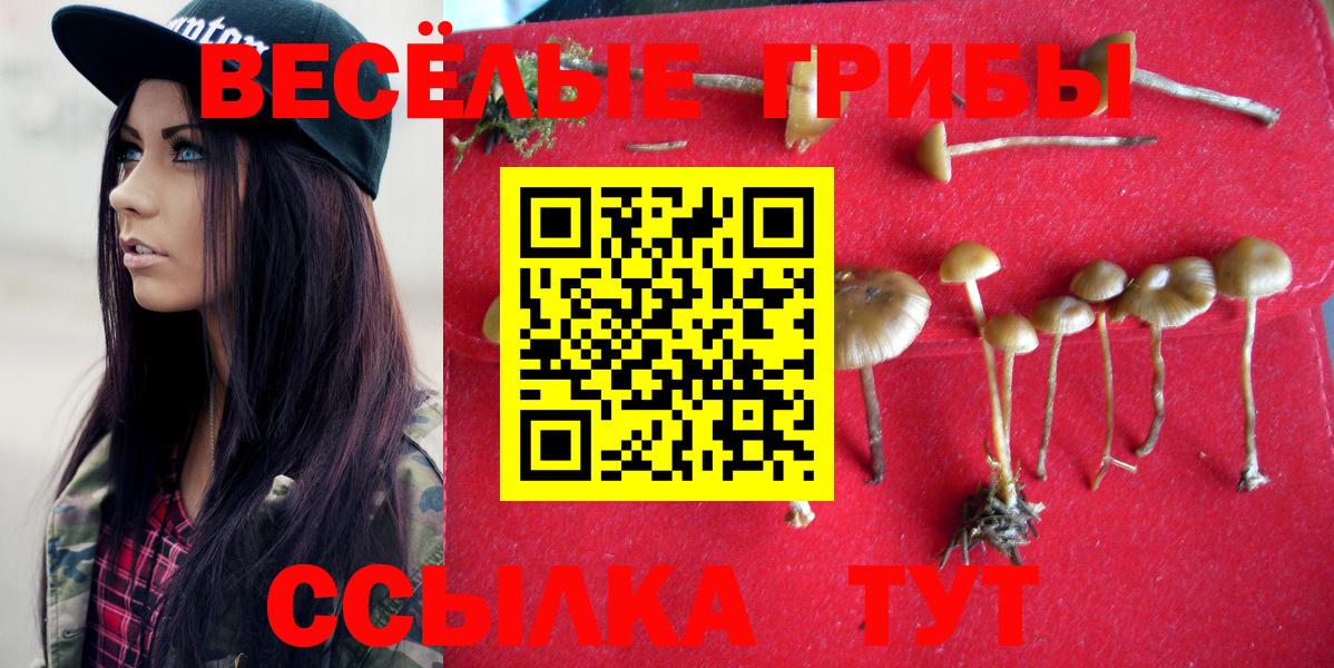 Галлюциногенные грибы Psilocybe Губкинский
